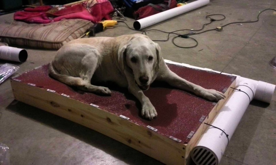 DIY air-conditioned dog bed is affordable and easy to make 