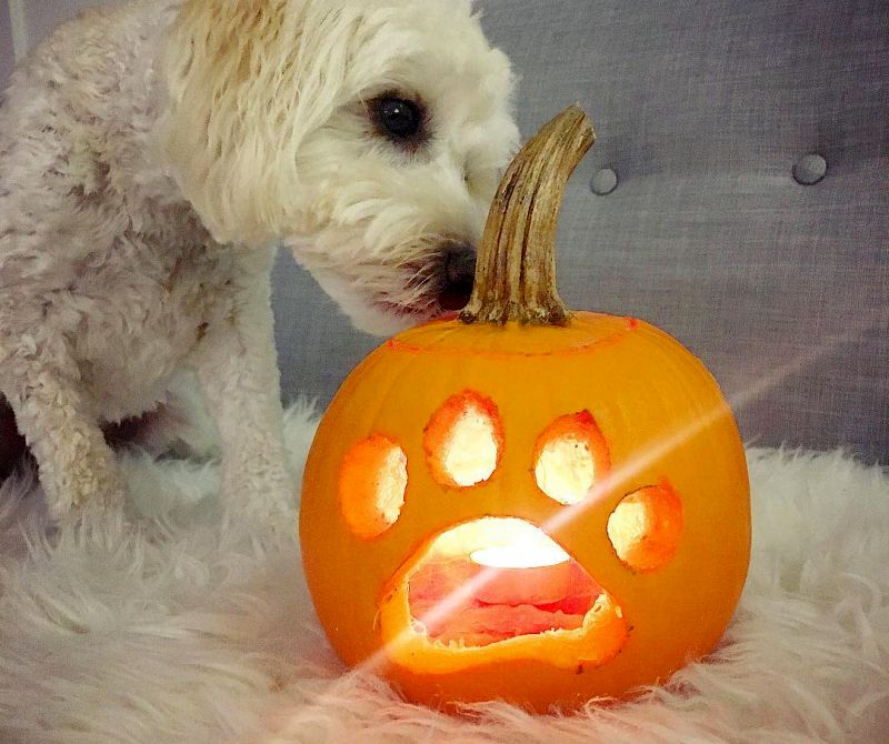 Carve A Dog O Lantern This Halloween To Showcase Your Puppy Love