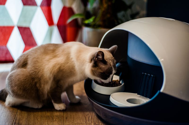 cat feeder with collar sensor