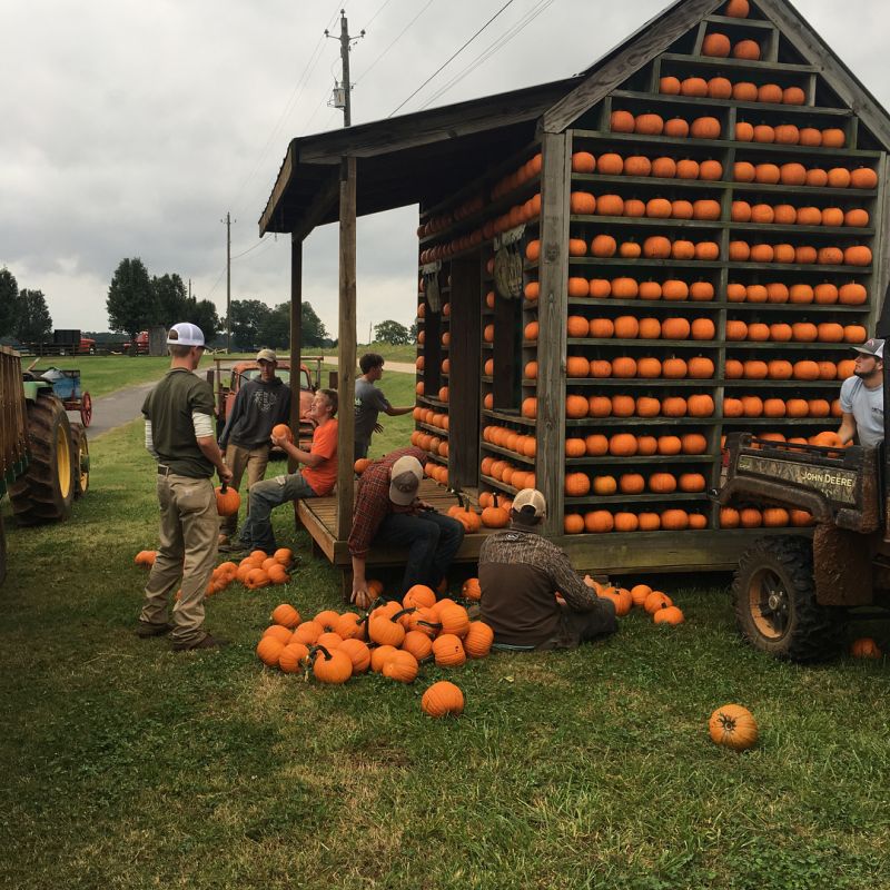 Pumpkin House A Great Way to Spice up Your Backyard This