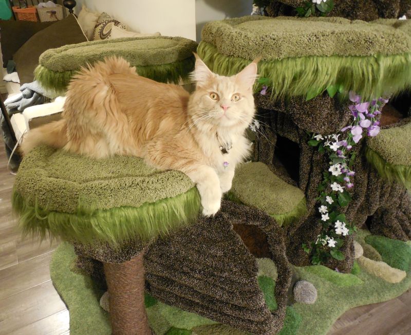 enchanted forest kitty sanctuary