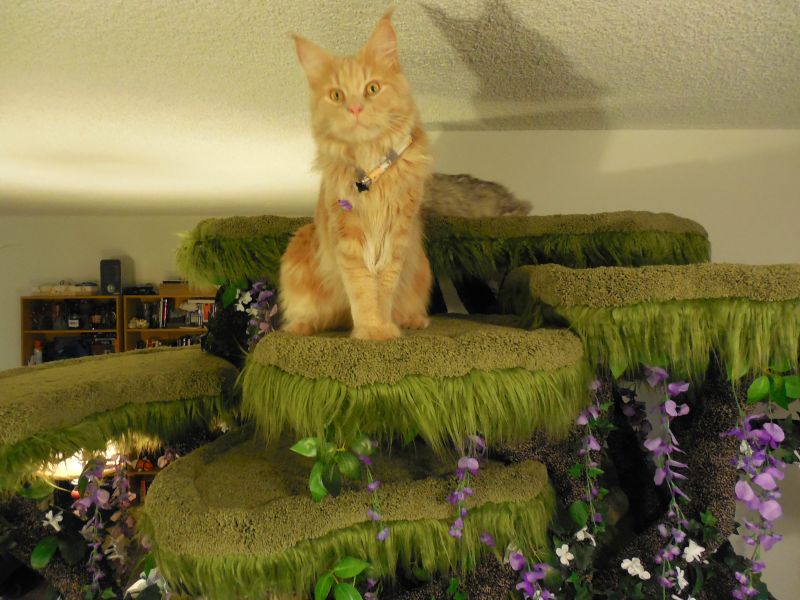 enchanted forest kitty sanctuary