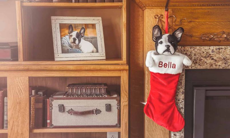 Cuddle Clones Makes Custom Stuffed Animals Looking-Like Your Pet 